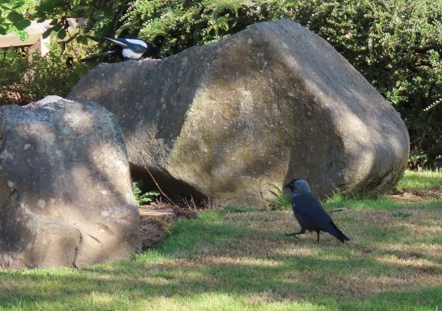magpie and jackdaw.jpg
