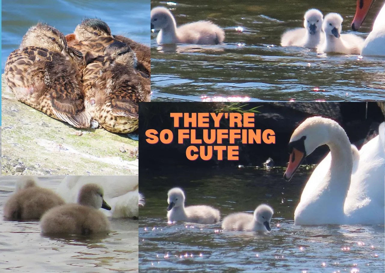 They're So Fluffing Cute.png