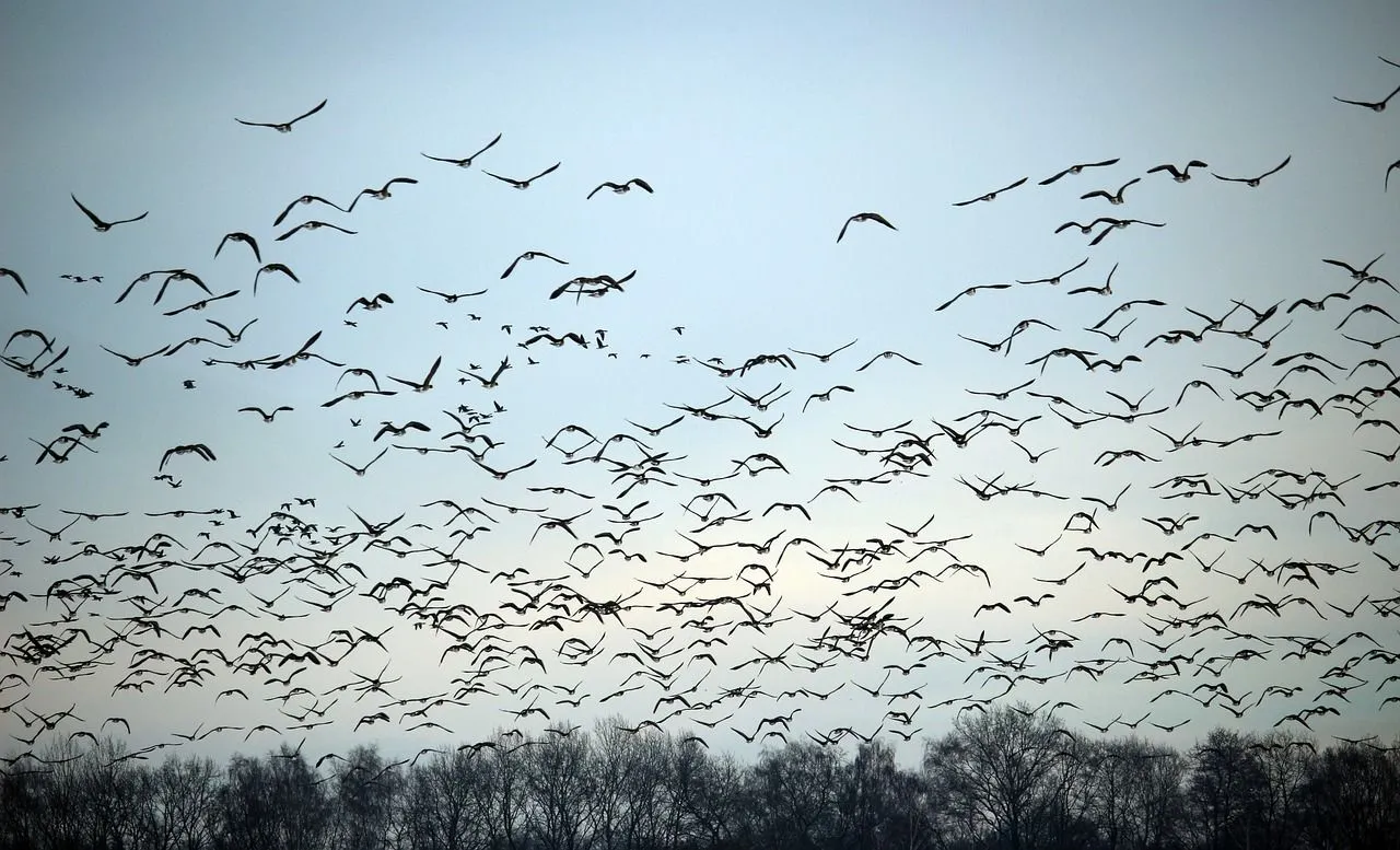 wild-geese-g80f381a7b_1280.jpg