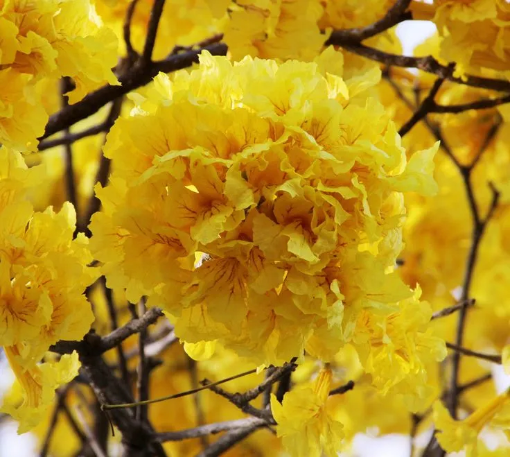 Araguaney, también conocido con los nombres de guayacán, zapatillo, zapito, roble amarillo, cañahuate y tajibo en Colombia y Bolivia, es un árbol nativo de las selvas tropófilas de la zona intertropical americana_ Fo.jpeg