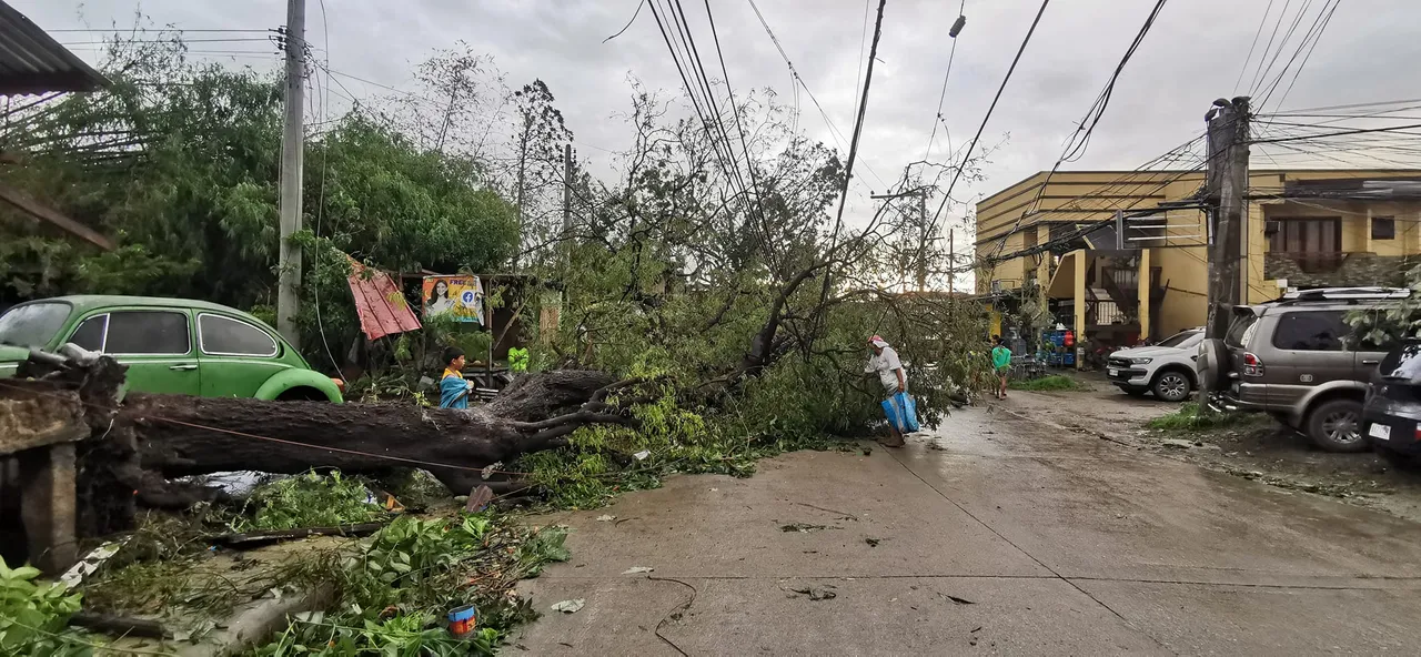 tree after Rai.jpg