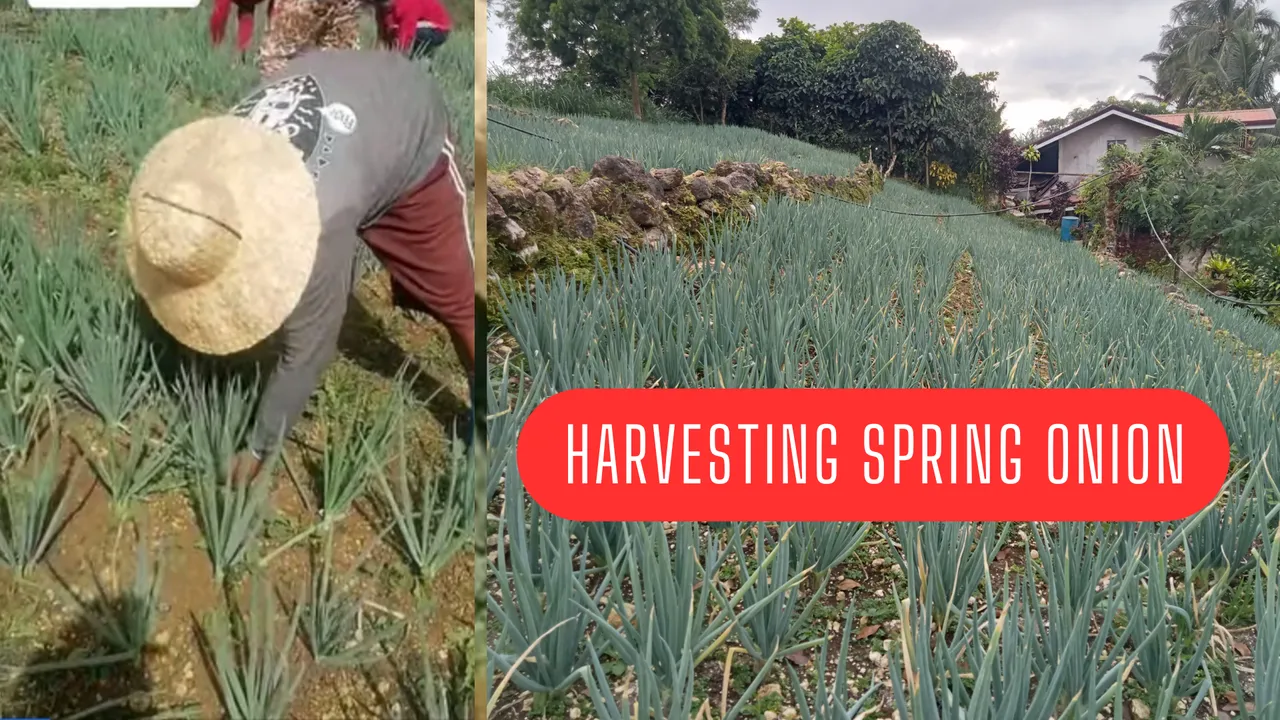 Harvesting spring onion_20250401_183919_0000.png