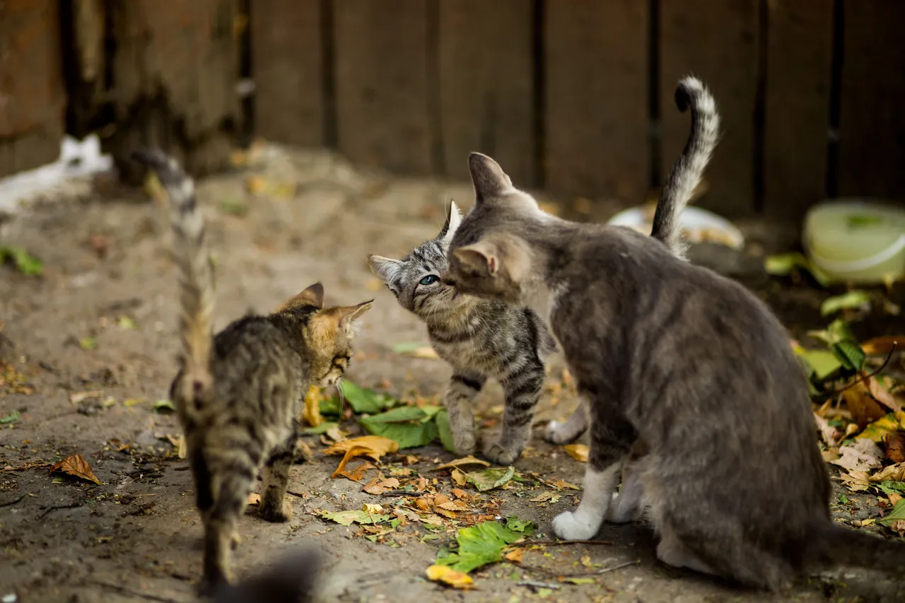 primer-disparo-selectivo-gato-blanco-marron-lindos-gatitos-cerca-hojas.jpg