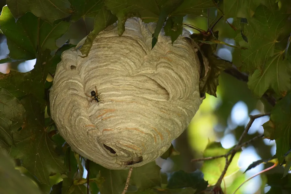 nest-4715920_960_720.jpg