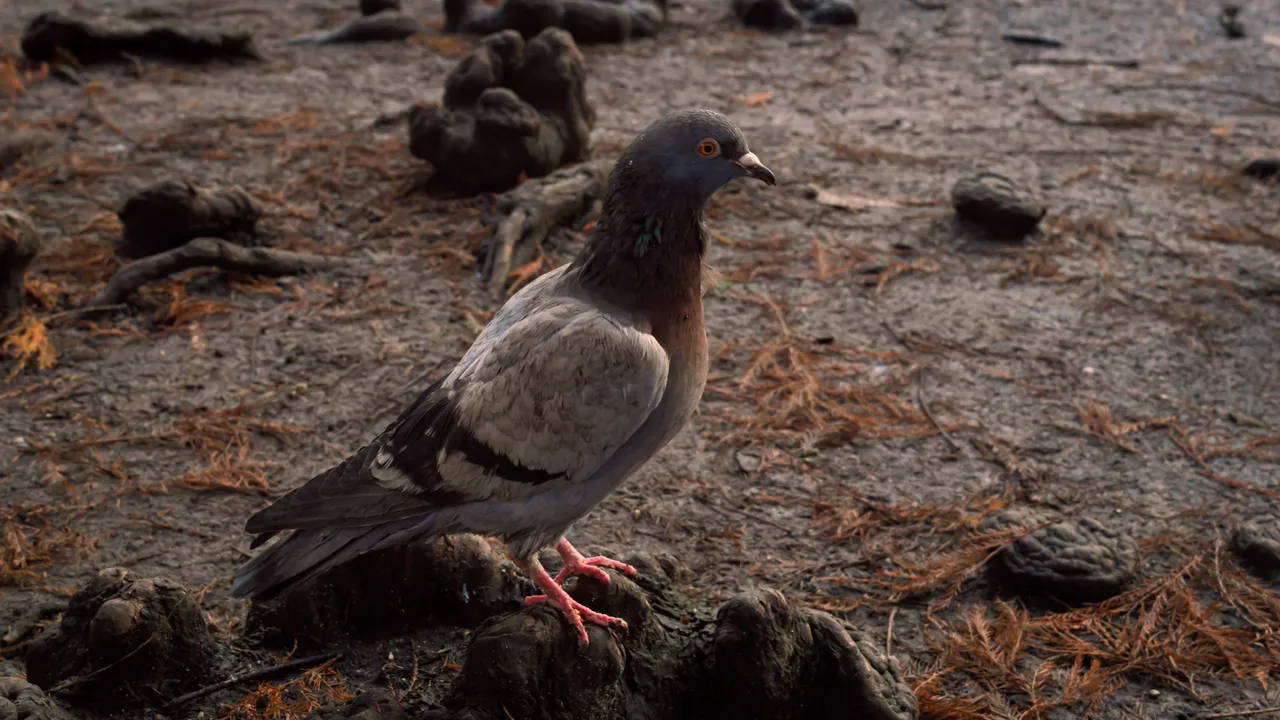 Close-up-of-a-pigeon-on-the-ground-1143161.jpg