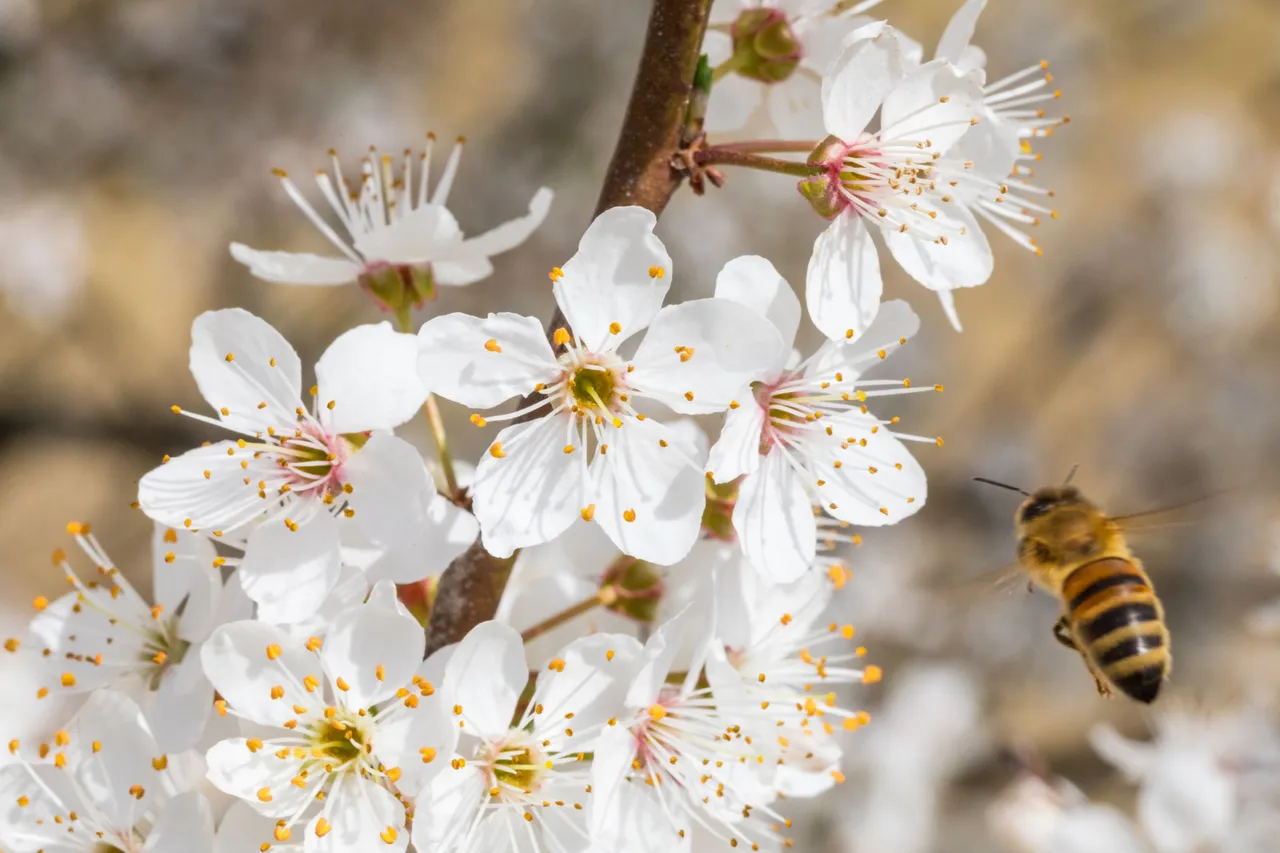 Honey-bee-flying-above-a-flower-1165035.jpg