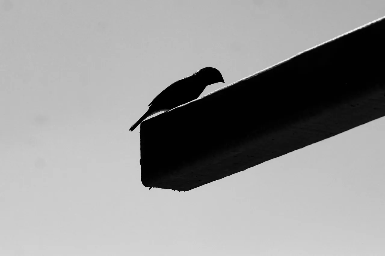 img_9486_20copia.jpg