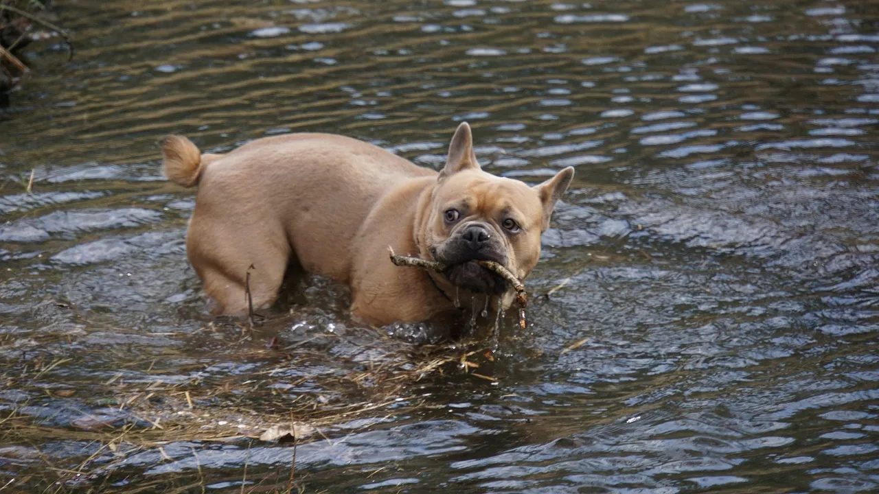 french-bulldog-gfd766c7ee_1920.jpg