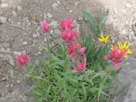 Indian Paintbrush.jpg