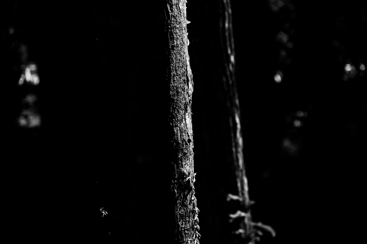 IMG_4469.jpg