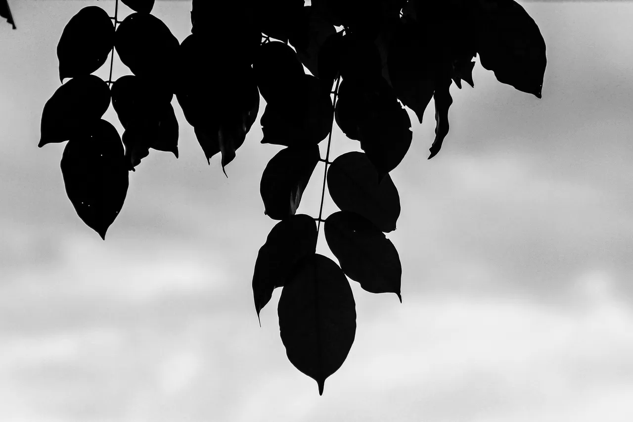 IMG_4342.jpg