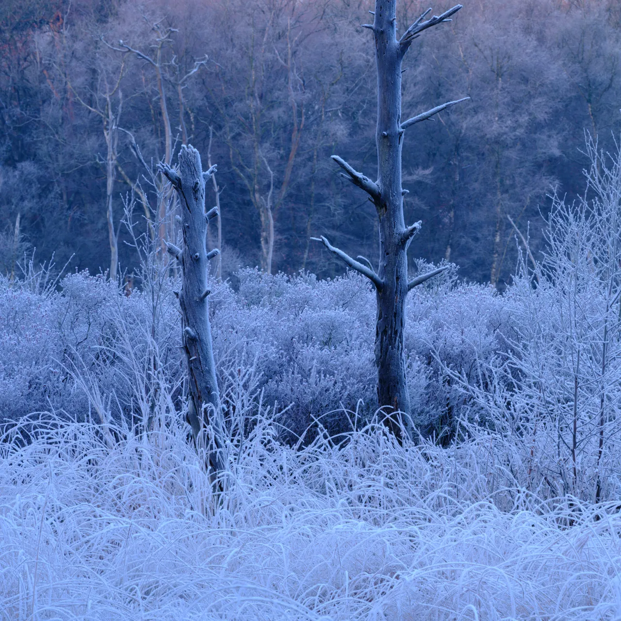 With snow and ice, there often is a lot of contrast. The histogram helps a lot with finding the right exposure!