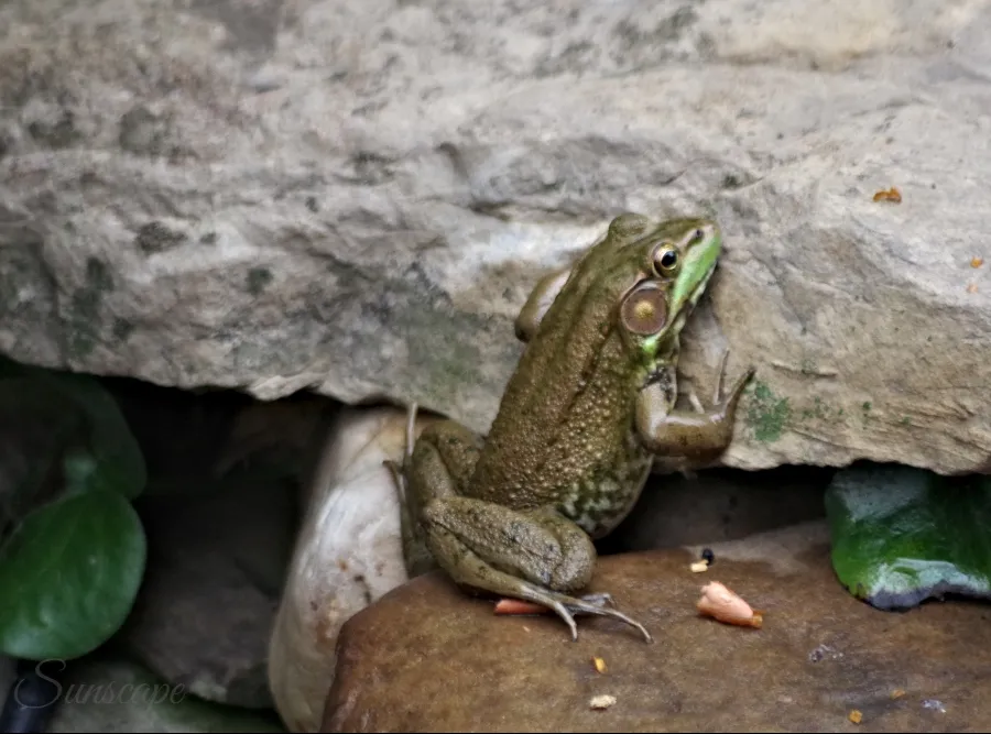 frogs pond life rock climbing sunscape.jpg