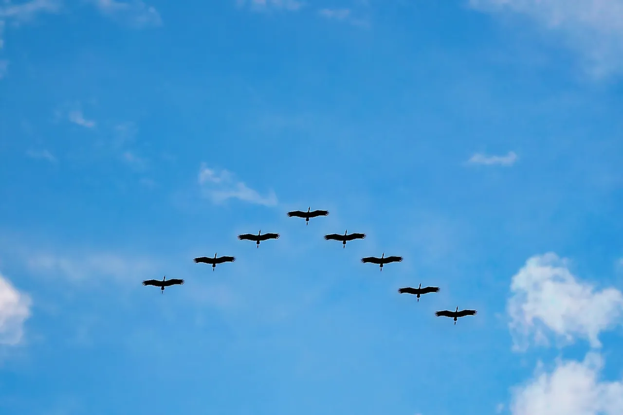 v formation