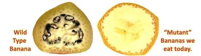 https://s3.us-east-2.amazonaws.com/partiko.io/img/frdem3dot0-the-banana-one-of-the-strangest-fruitsntj4mb8q-1534424254087.png