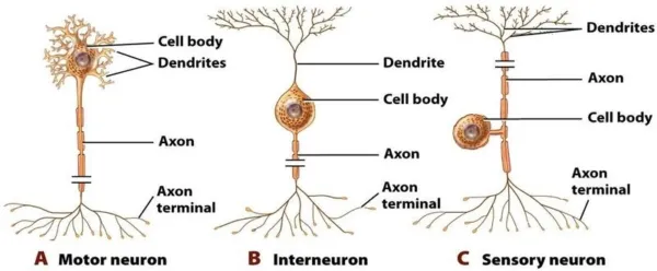 sensorymotor-and-interconnecting-neuron-600x248.jpg