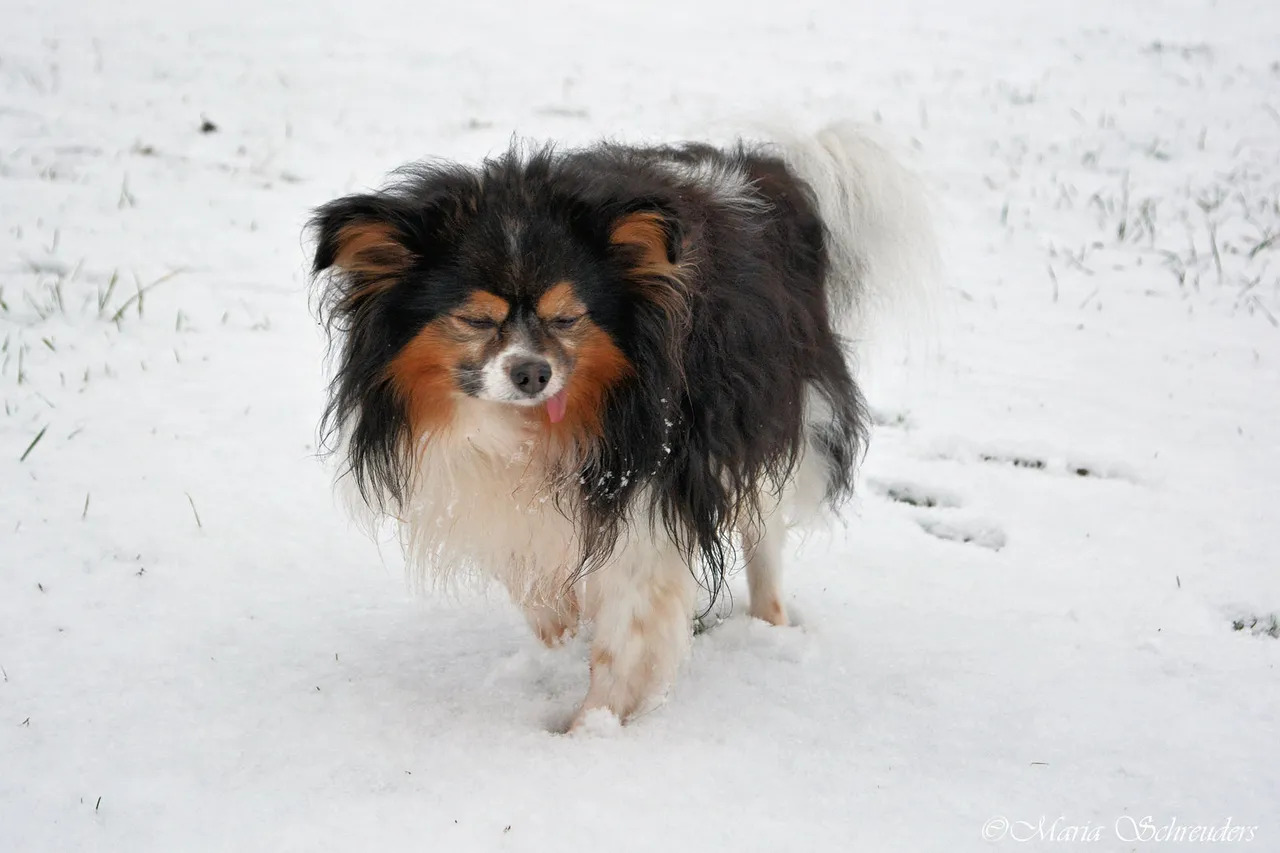 lucky_in_the_snow_2_by_maria_schreuders-daymvzw.jpg