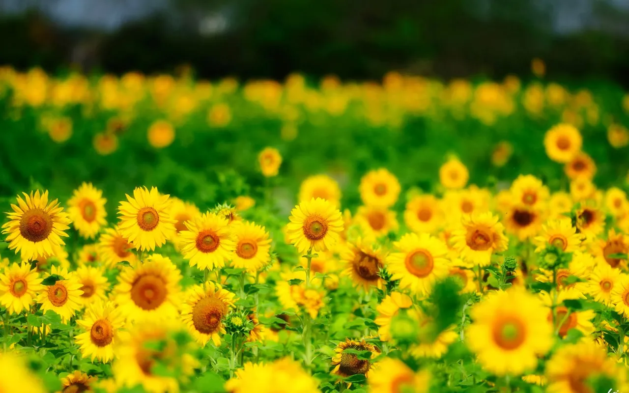 sunflowers_field_green_hd_wallpapers_1920x1200.jpeg