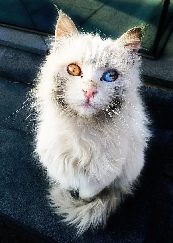 Heterochromie-des-chats-aux-yeux-multicolores-6.jpg