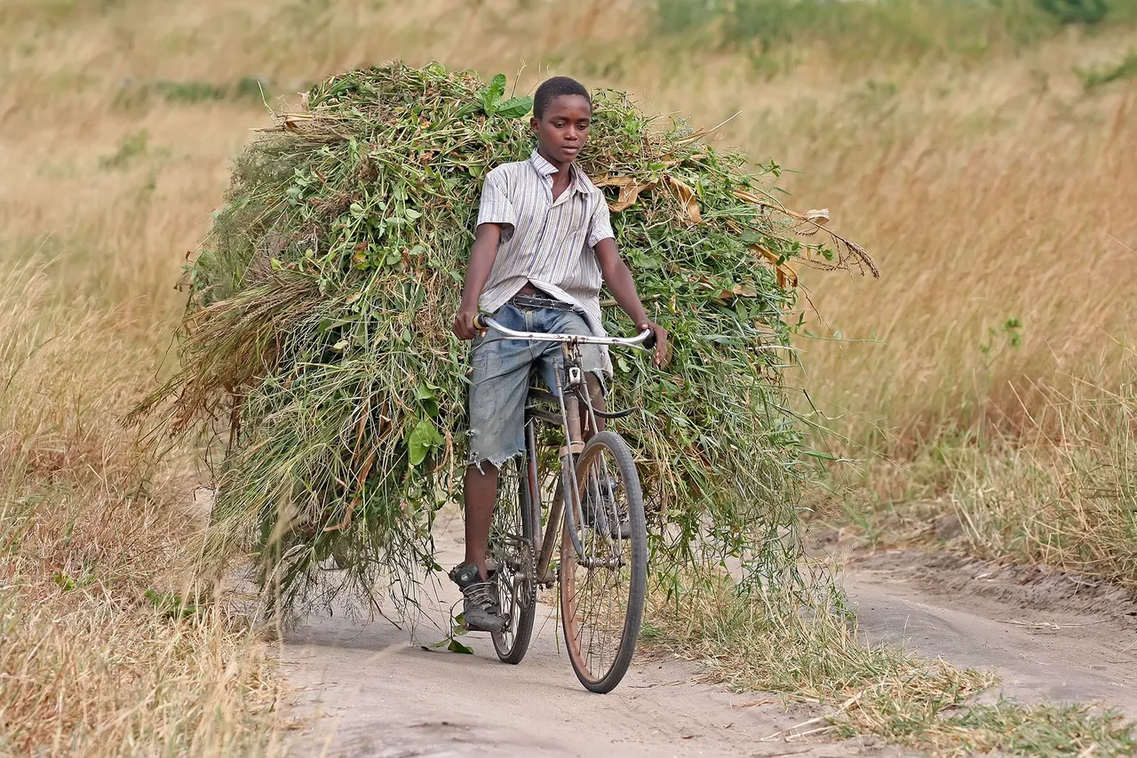 African_boy_transporting_fodder_by_bicycle_edit.jpg