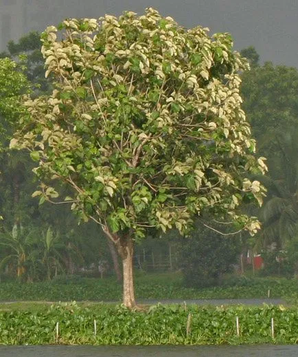 Tree_in_new_leaves_(Tectona_grandis)_I_IMG_8133.jpg