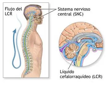 20081120_mgb_Líquido_cefalorraquídeo_.jpg