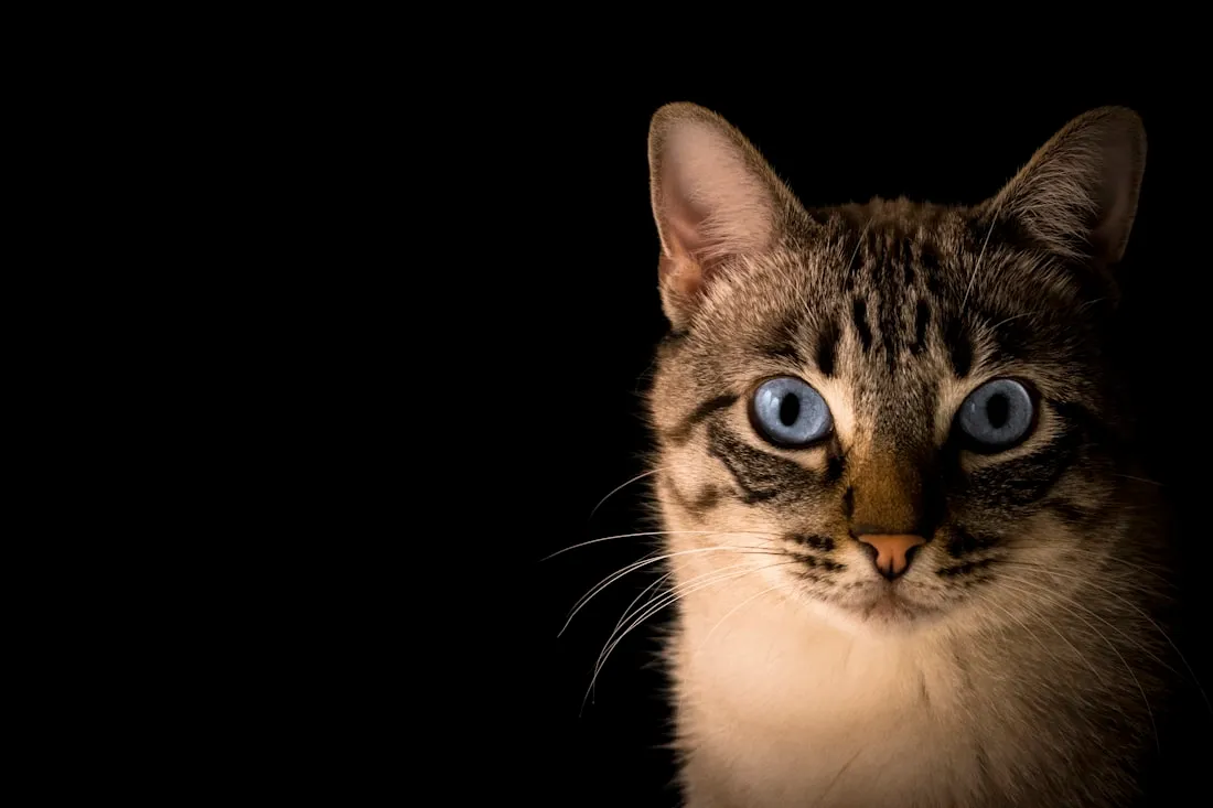 Frightening Cat