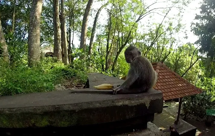 Baby Affe mit Banane