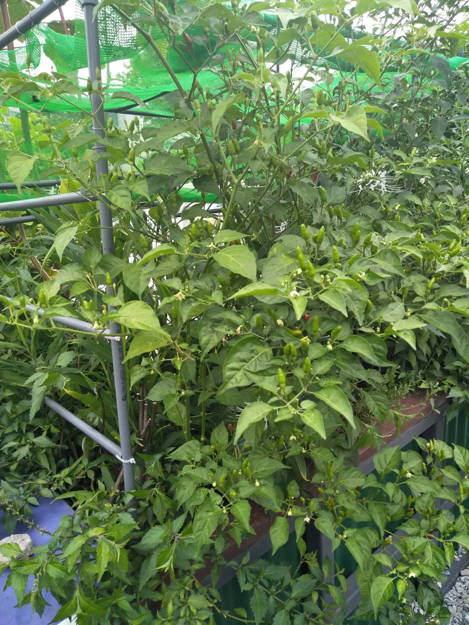 6b.jpg