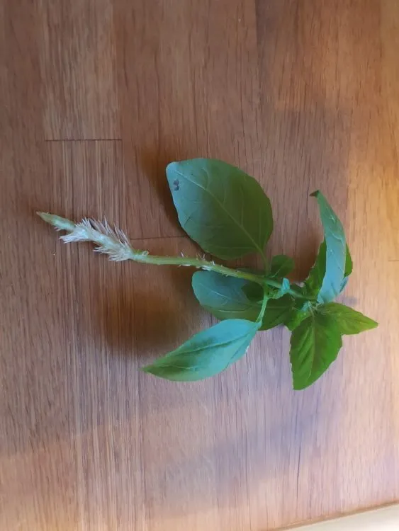 plant cutting using honey