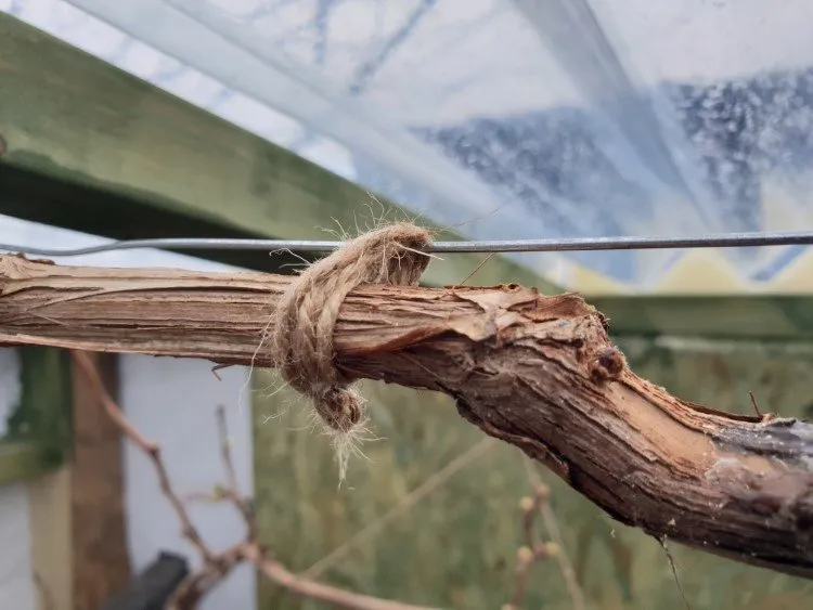 jute twine in the greenhouse