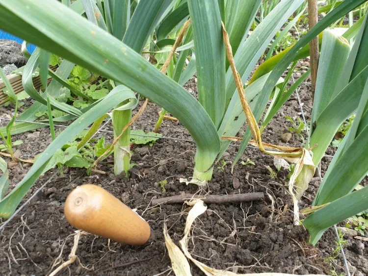 digging up leeks