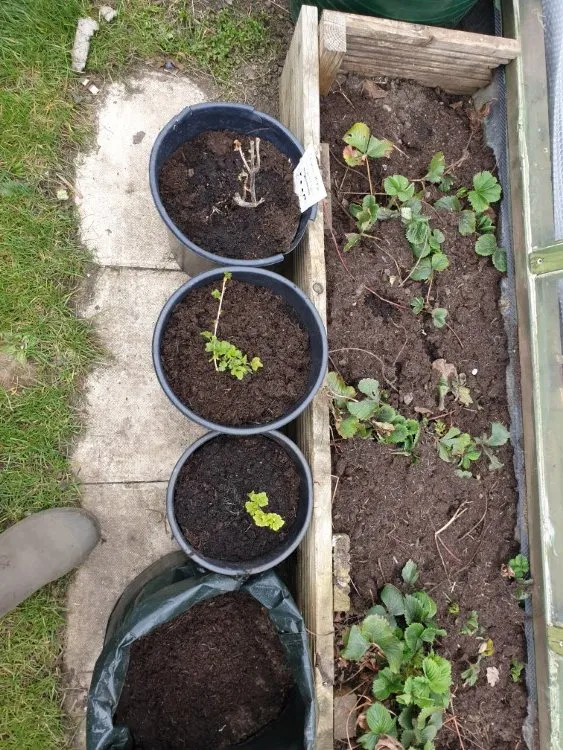 potting up softwood cuttings