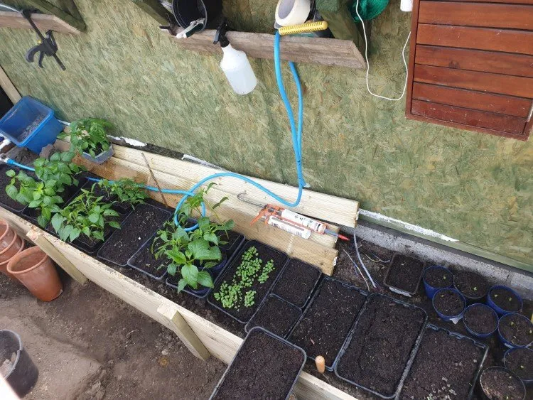 sowing seeds in the greenhouse