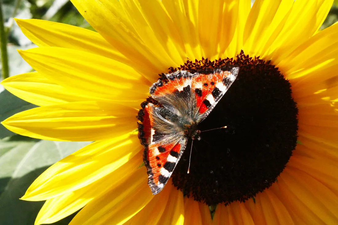 SchmetterlingSonnenblume.jpg