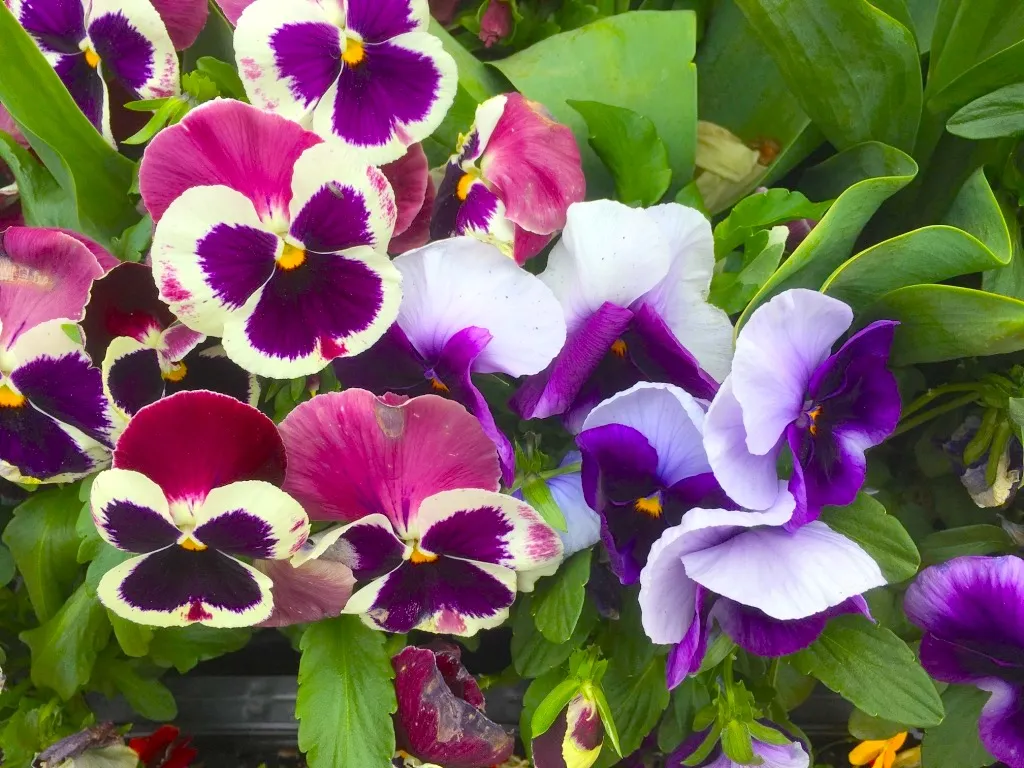 purple pansies.jpg