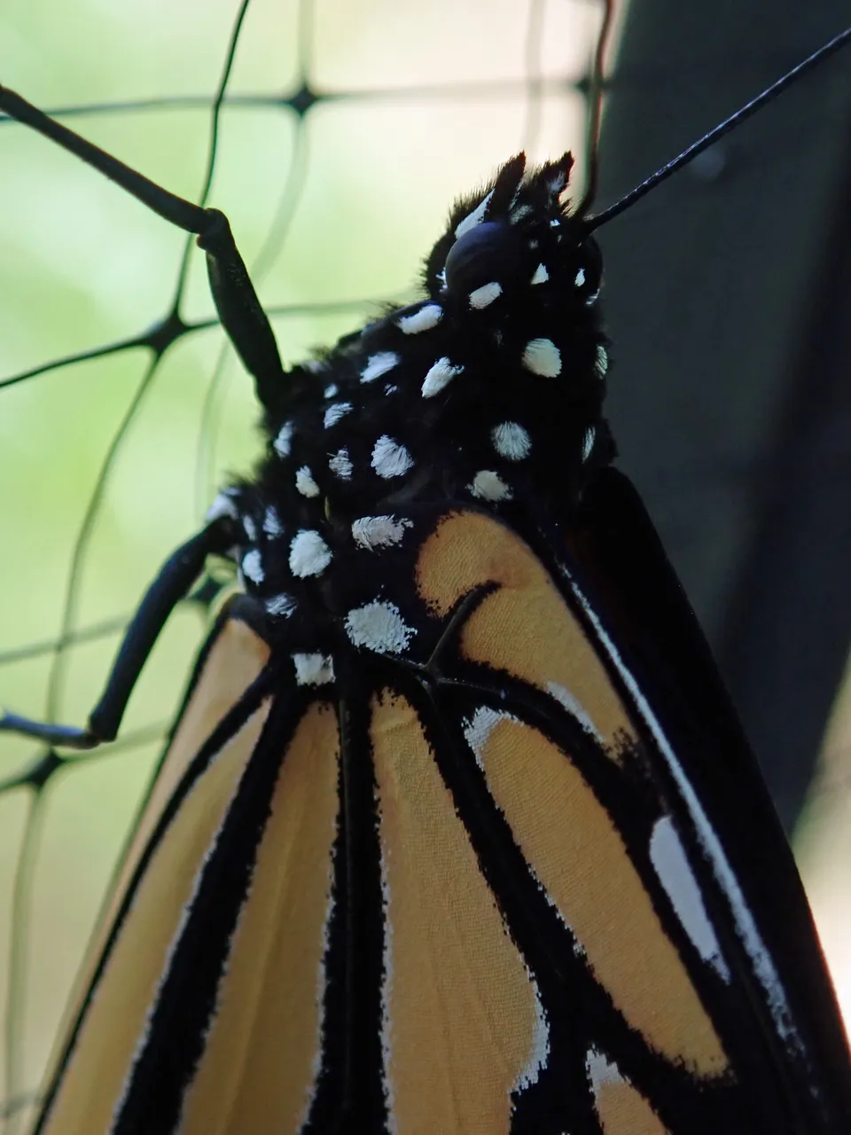 monarch_postbirth2.jpg