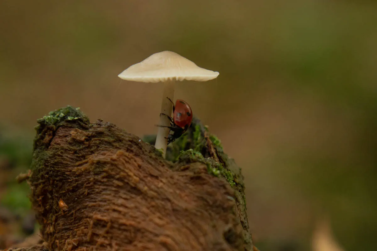 mushroom monday121.jpg