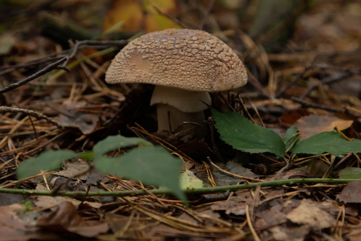 mushroom monday122.jpg