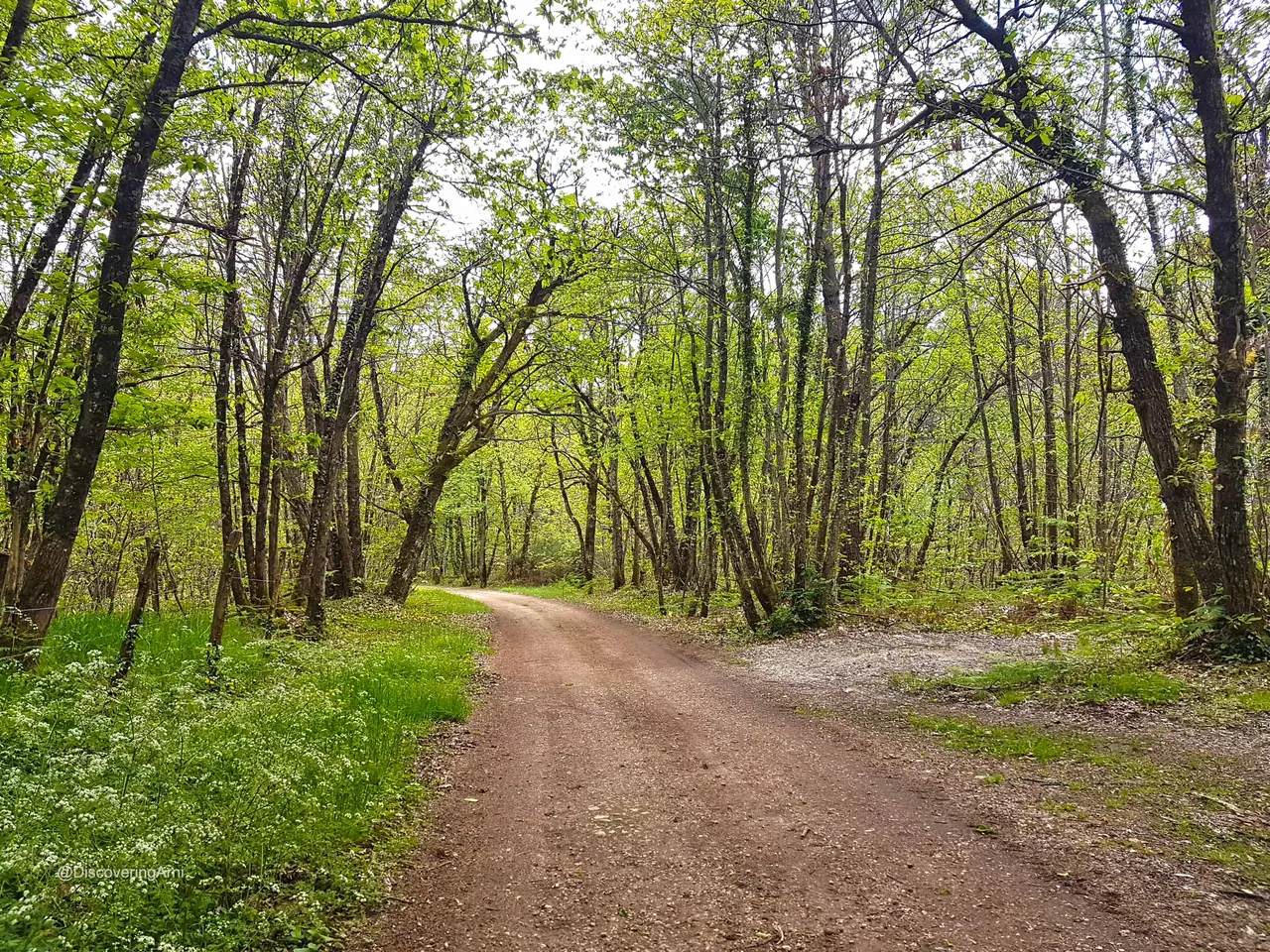 Forest Bathing.jpg