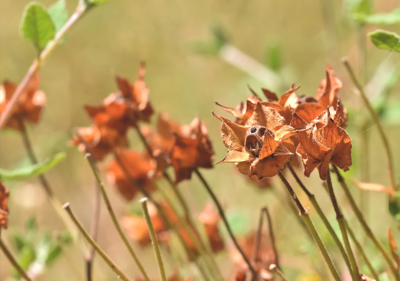 Cistus drystuff pods 2.jpg