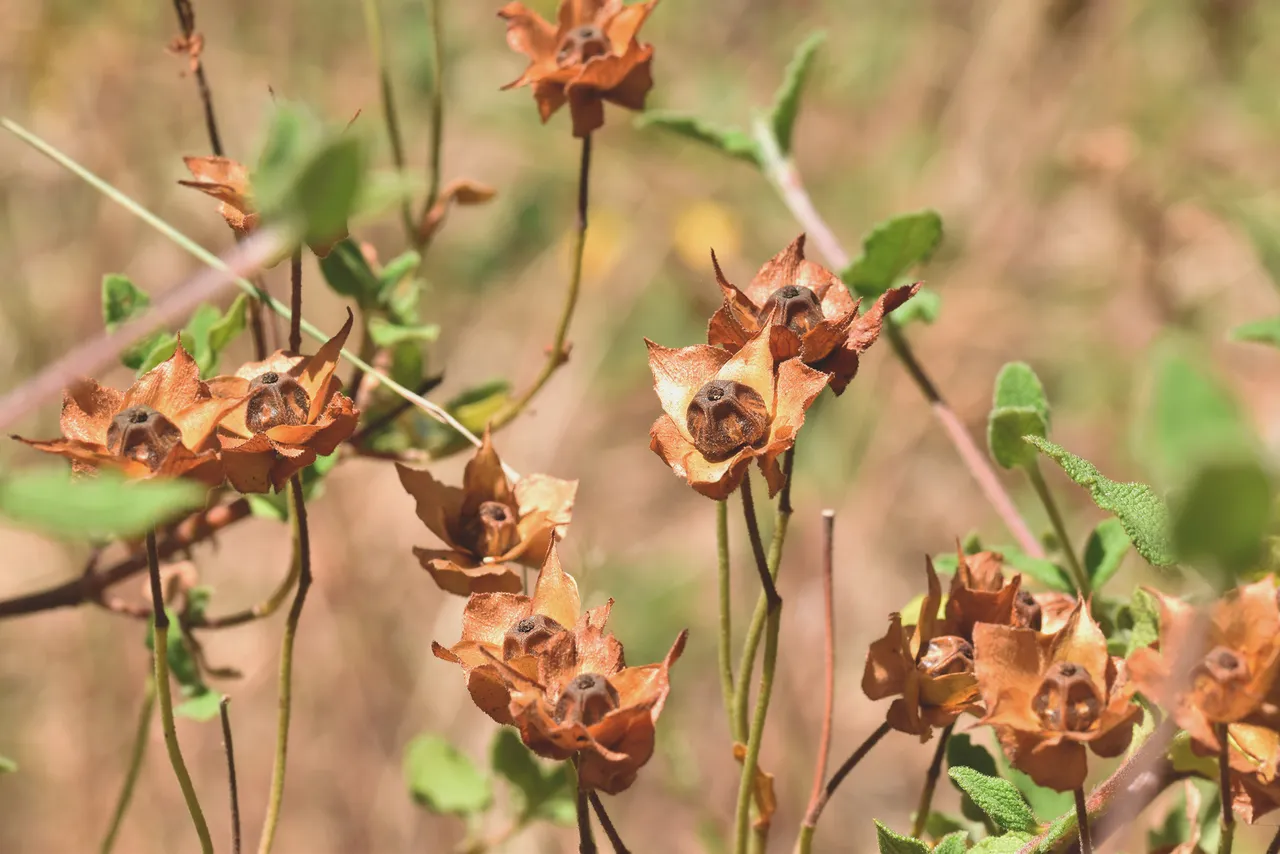 Cistus drystuff pods 1.jpg