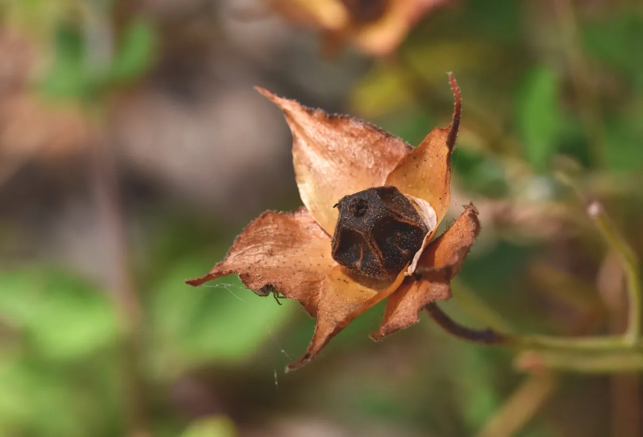 Cistus drystuff pods 5.jpg