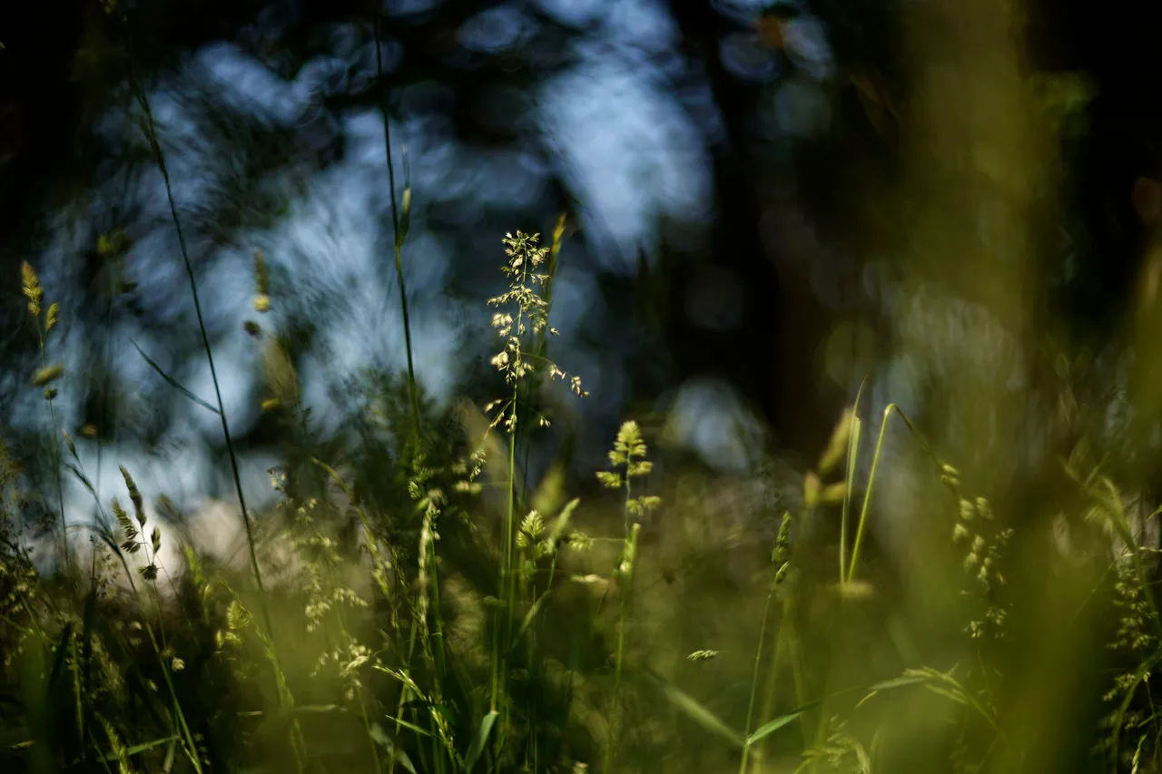 grasses helios bokeh 2.jpg