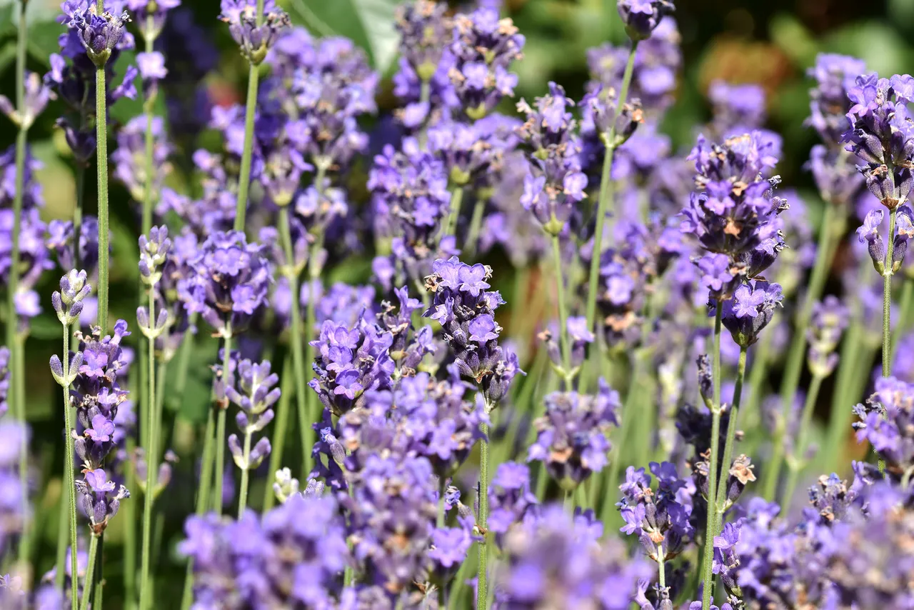 lavender flowers garden.jpg