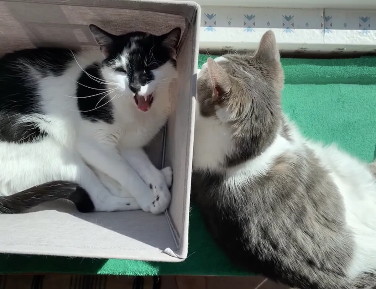 1cleotigerbirdseyeYAWN.png