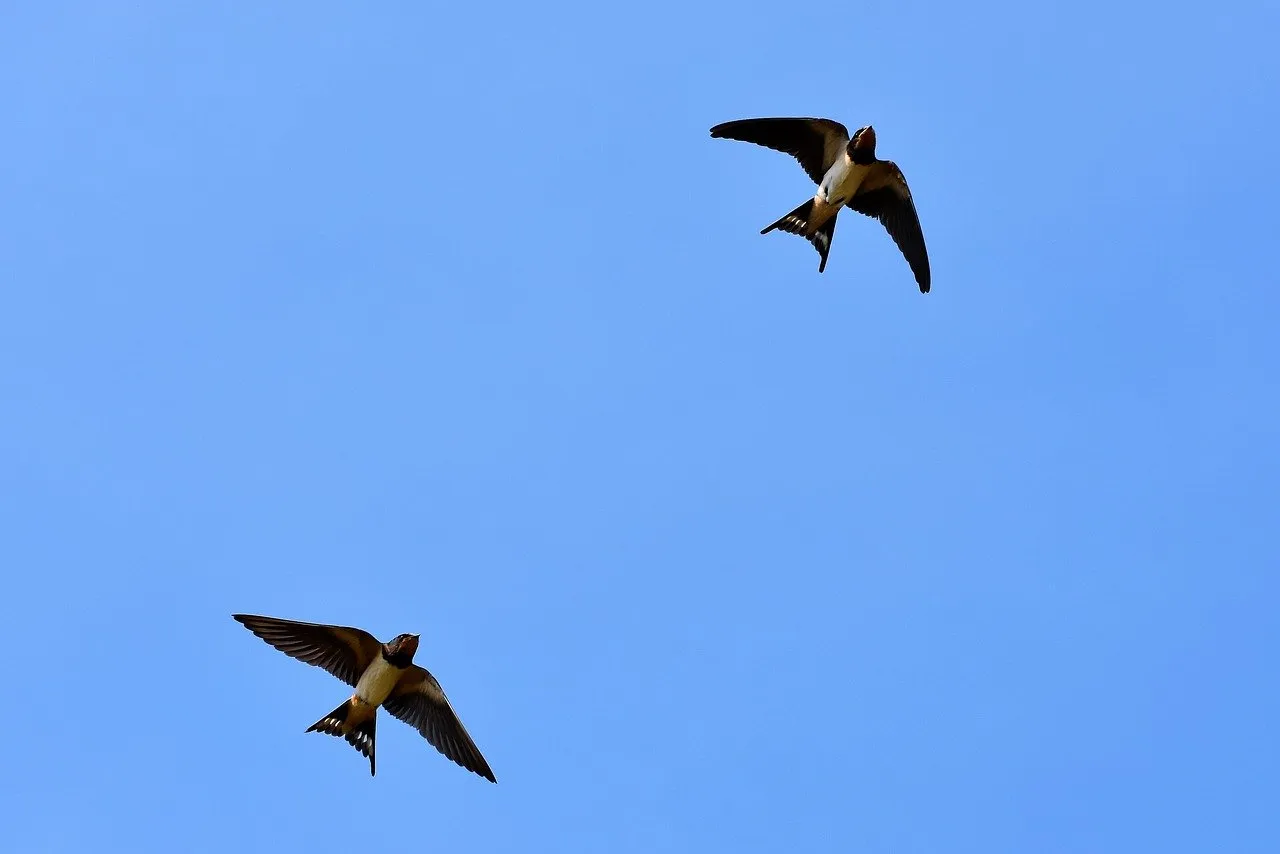 swallows3850033_1280.jpg