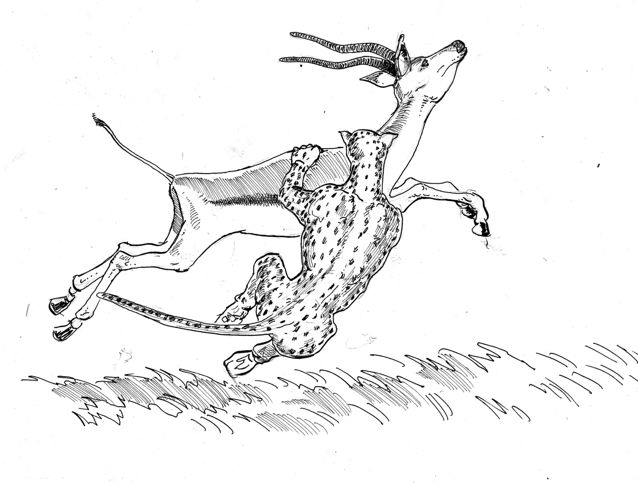 impala boceto 3.jpg