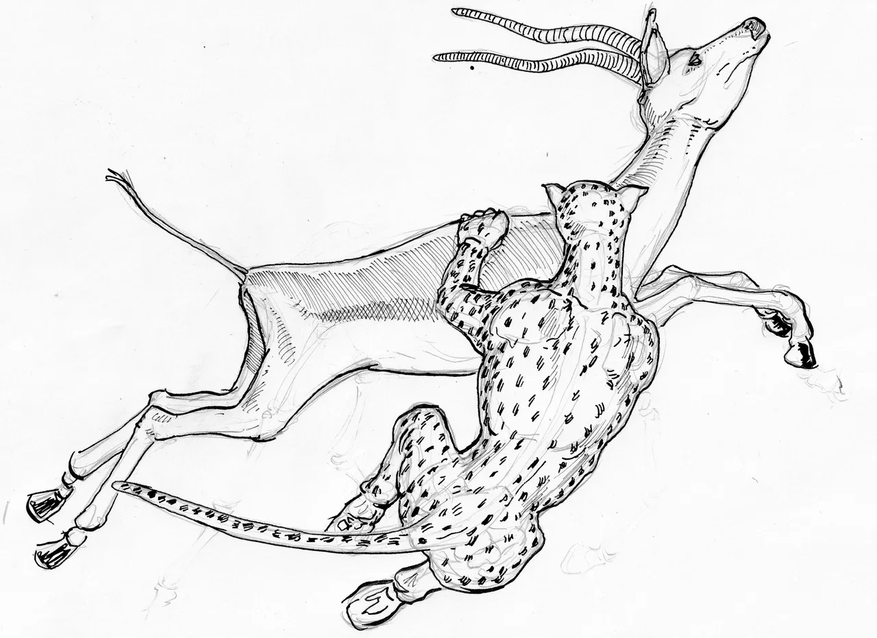 impala boceto 2.jpg