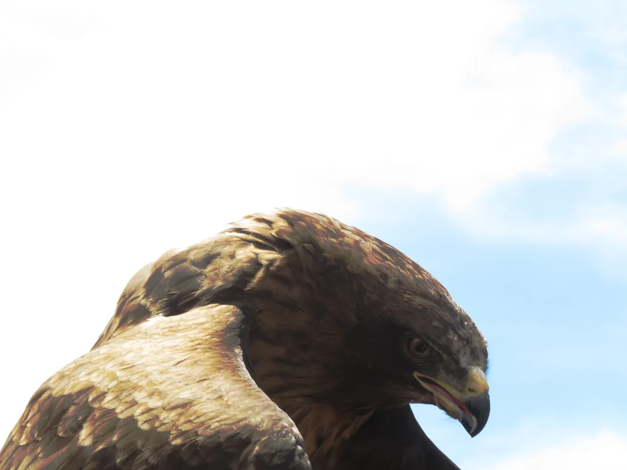 0576Verreaux'sEagle.JPG